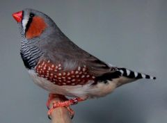 Normal cock