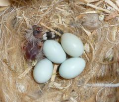 One day old lightback