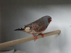 First bird