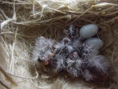 Nest of CFW's