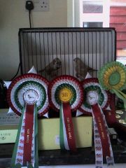 my winning pair of fawn's in zfs club show in barry 2008