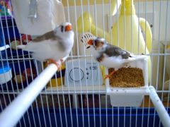 Pair Pied zebras finches 26th August 2012   )