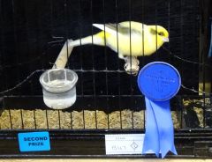 Specs My Fife canary Got A 2nd place On 3rd November 2013 At The Markinch show