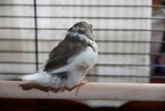 pied chicks that were fostered -.JPG