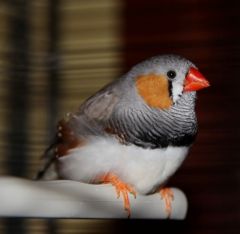 zebra finch