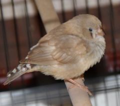 zebra finch Com Feb 2013