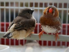 Dad with chick