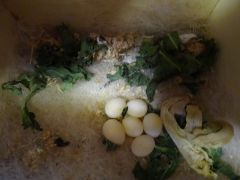 1. Eggs photograped  25th Nov 2014