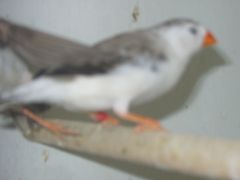 young zebra finches 017