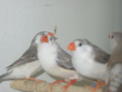 young zebra finches 023