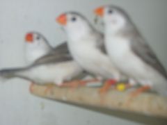 young zebra finches 031