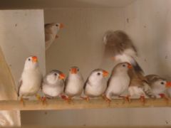young zebra finches 010