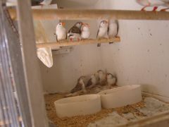 young zebra finches 006