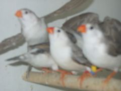 young zebra finches 024