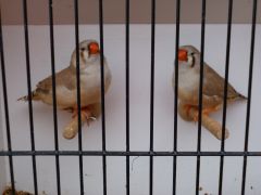 Fawn hens For sale
