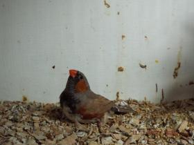 new bben and chicks 007.JPG