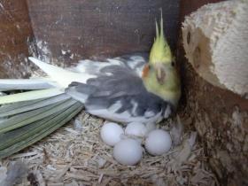 16th September 2016 this is Bambino in nest resized.jpg