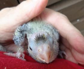 5th October Toots and Bambinos 3 chicks  Hatched out 19th 21st and 23rd September 2016(3) oldest 2 weeks old.JPG