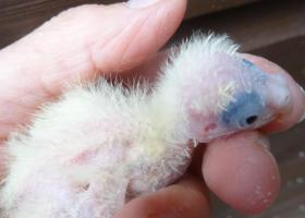 5th October Toots and Bambinos 3 chicks  Hatched out 19th 21st and 23rd September 2016(5) oldest 2 weeks old.JPG