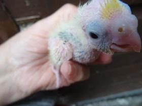 5th October Toots and Bambinos 3 chicks  Hatched out 19th 21st and 23rd September 2016( resized.jpg