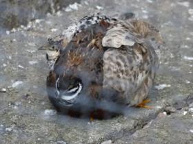 21st June 2017 first photo of the 3 headed Chinese painted quail  (5resized).jpg