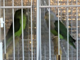 Madagascar lovebirds Nov 9th 2017 (2).JPG