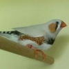 soccerbird