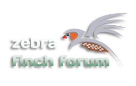 Zebra Finch Forum